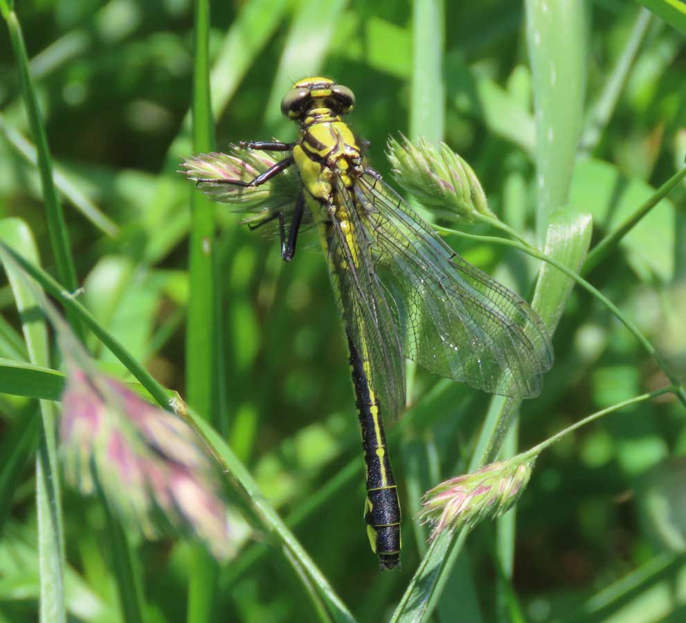 Gomphus_vulgatissimus